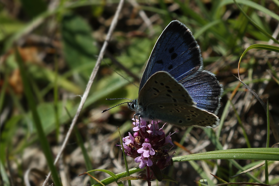 Maculinea arion_0135