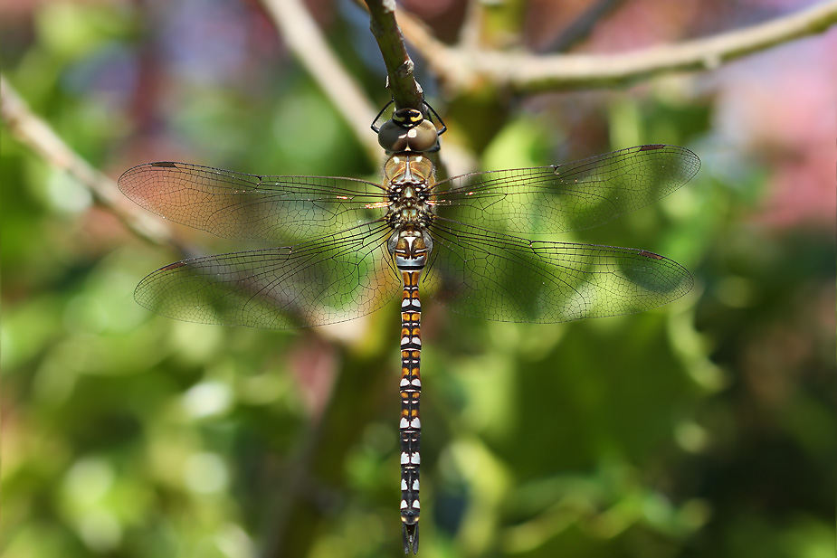 Aeshna mixta_0159