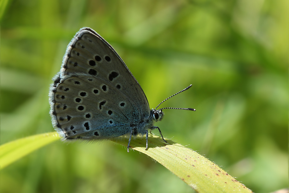 Maculinea arion_0269