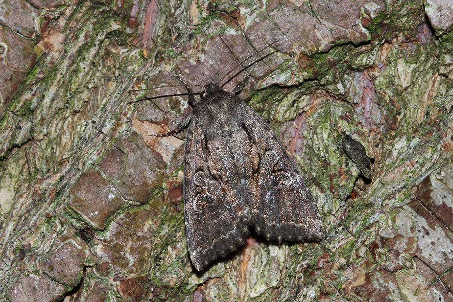 Apterogenum ypsillon_0299