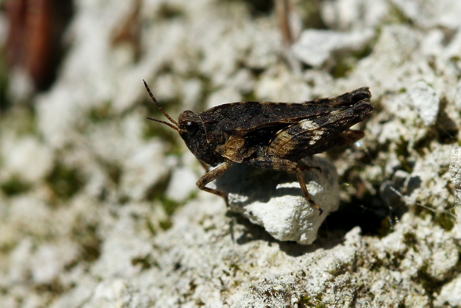 Tetrix undulata_0332