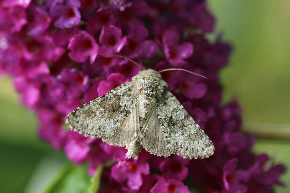 Hecatera dysodea_0369