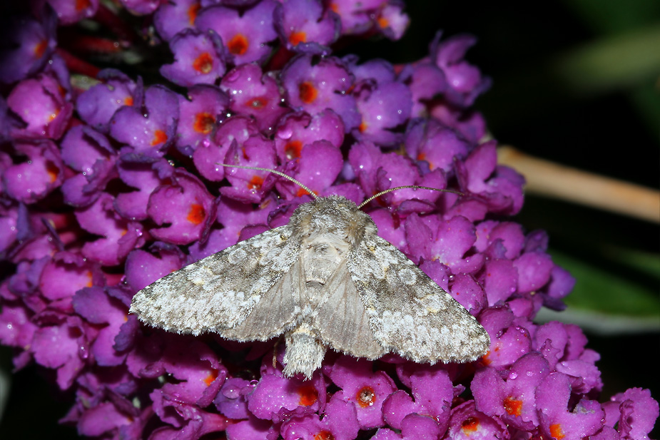 Hecatera dysodea_0374