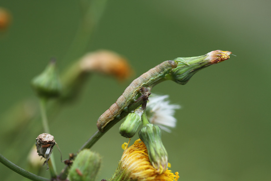 Hecatera dysodea_0418