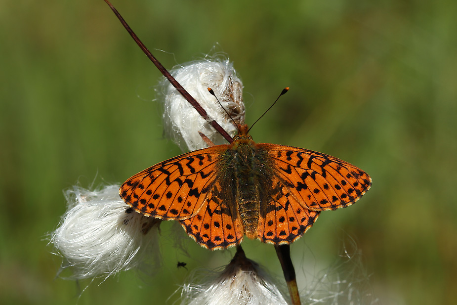 Boloria aquilonaris_0466