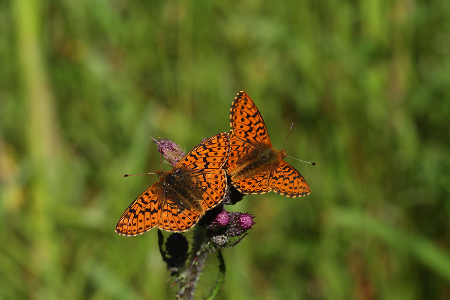 Boloria aquilonaris_0617