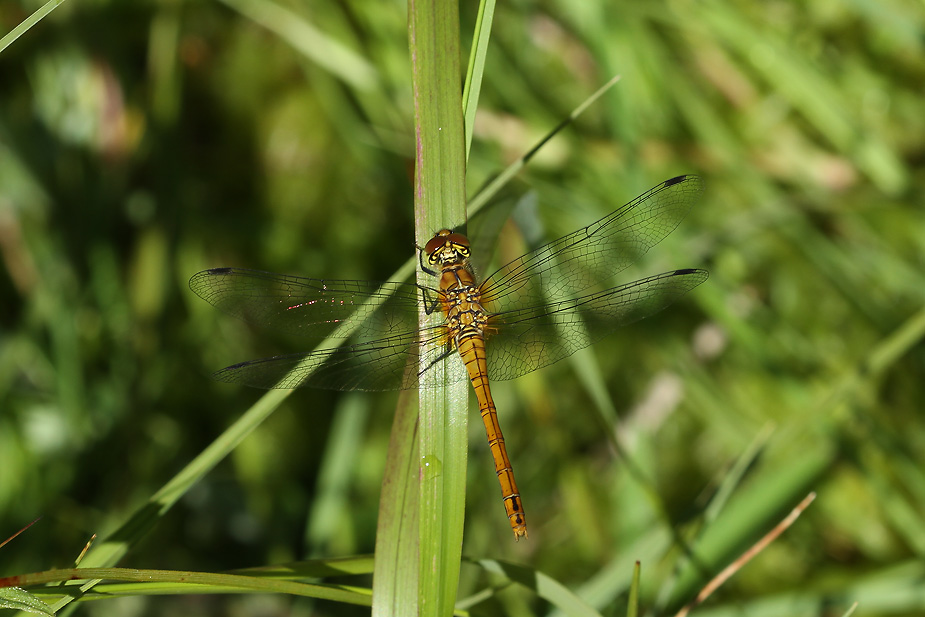 Sympetrum sanguineum_0648