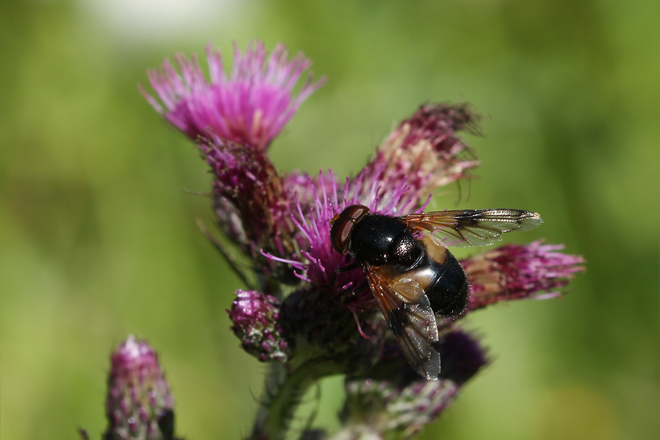 Leucozona lucorum_0667