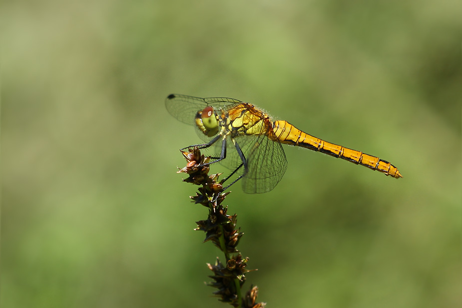 Sympetrum sanguineum_0727