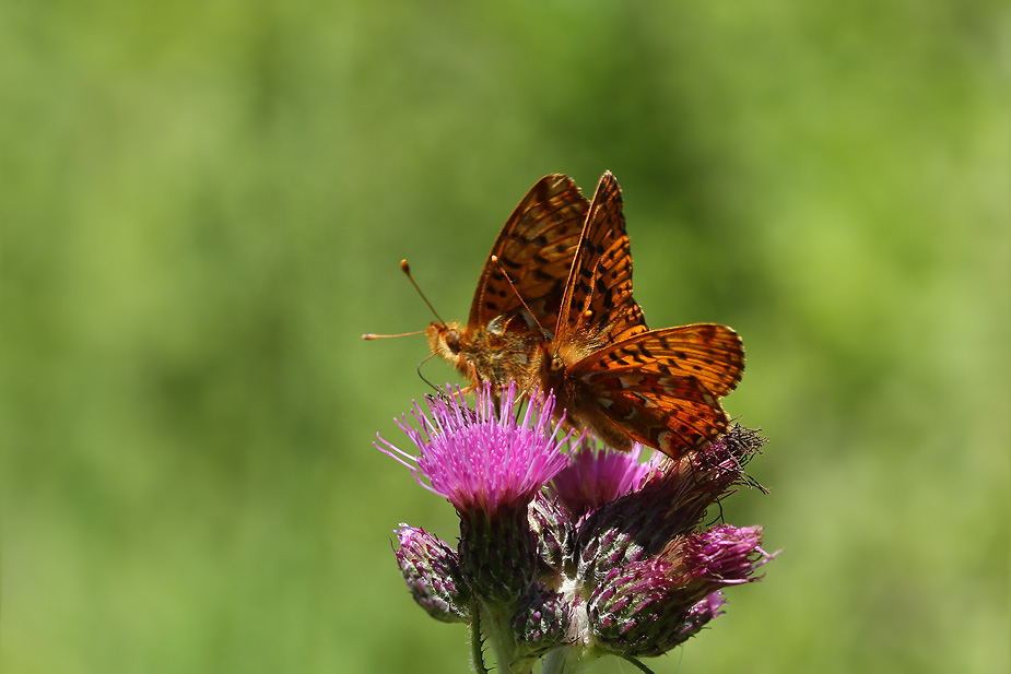 Boloria aquilonaris_0786