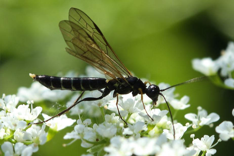 Cephus pygmeus/spinipes_0839