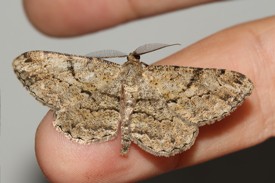 Peribatodes rhomboidaria_0845