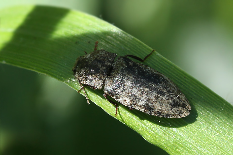 Agrypnus murinus_0845
