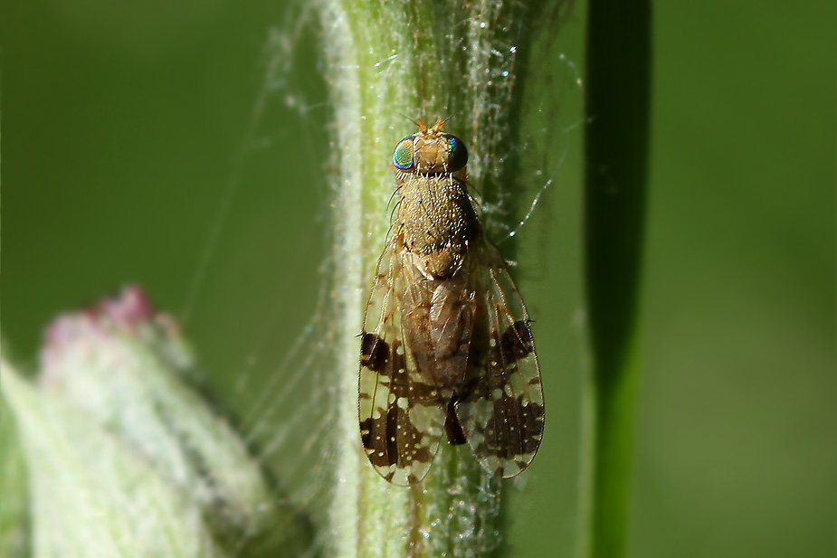 Tephritis bardanae_0868