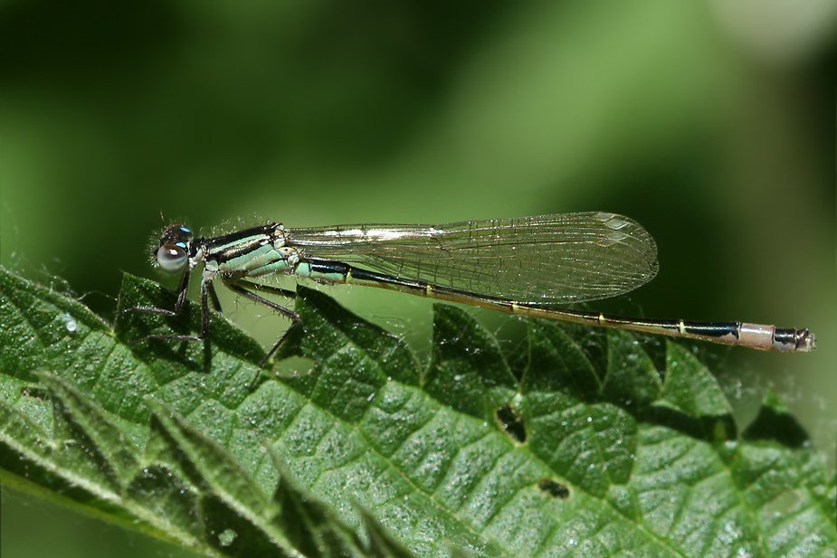 Ischnura elegans_0901