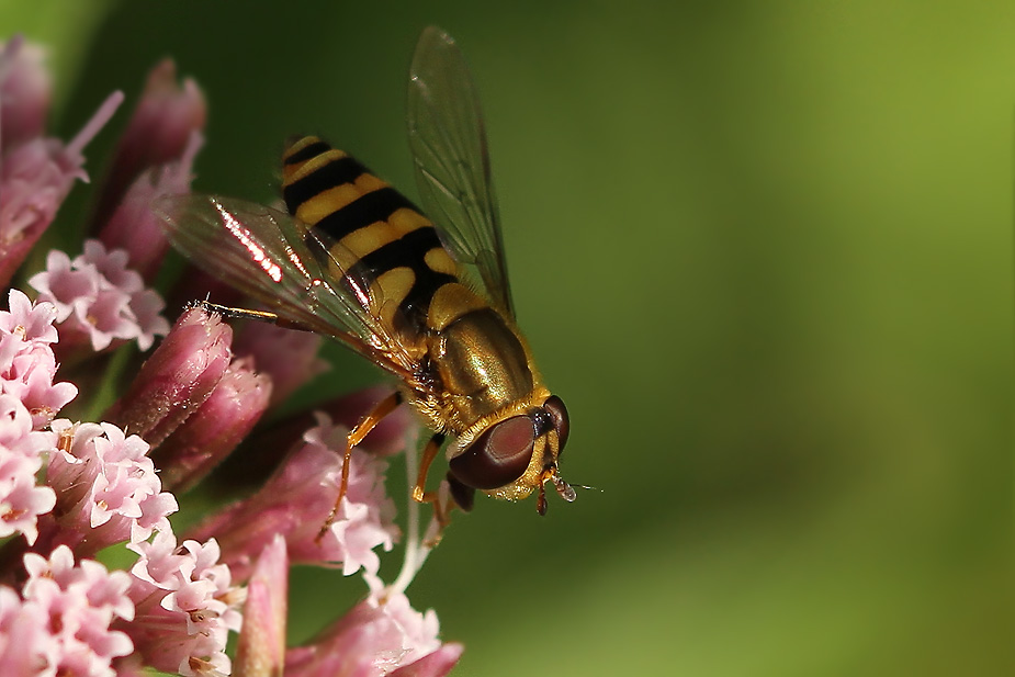 Syrphus vitripennis_0907