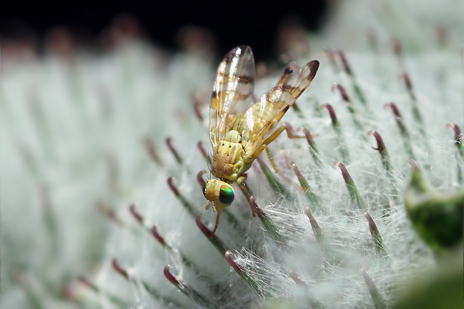 Terellia tussilaginis_0909