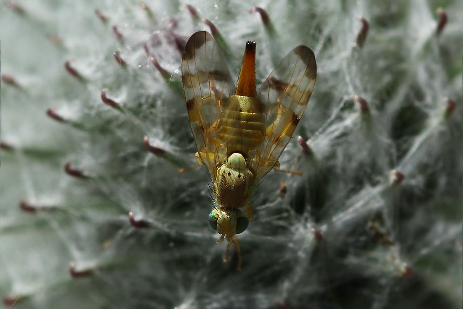 Terellia tussilaginis_0922