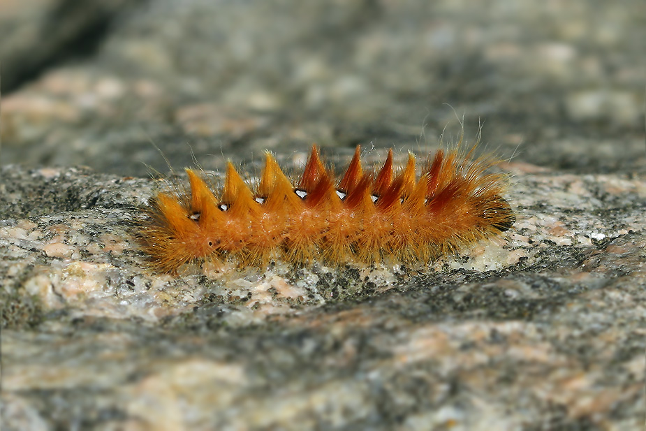 Acronicta aceris_0988