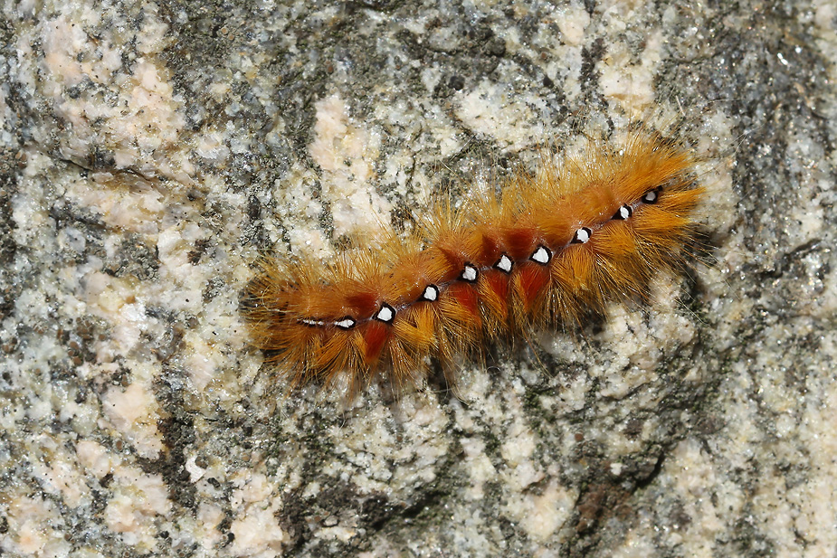 Acronicta aceris_1001