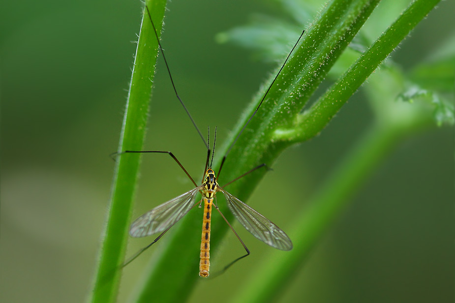 Nephrotoma flavescens_1015