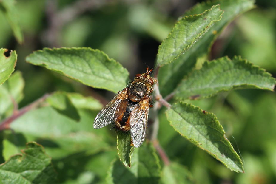 Tachina fera_1022