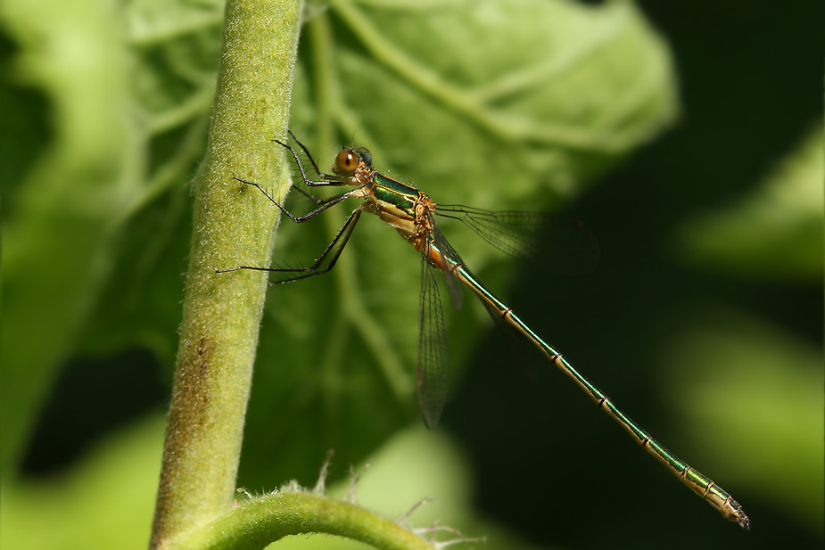 Lestes sponsa_1030