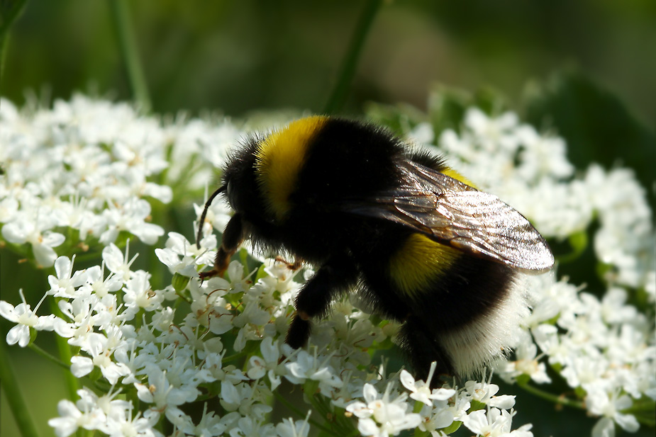 Bombus hortorum_1065