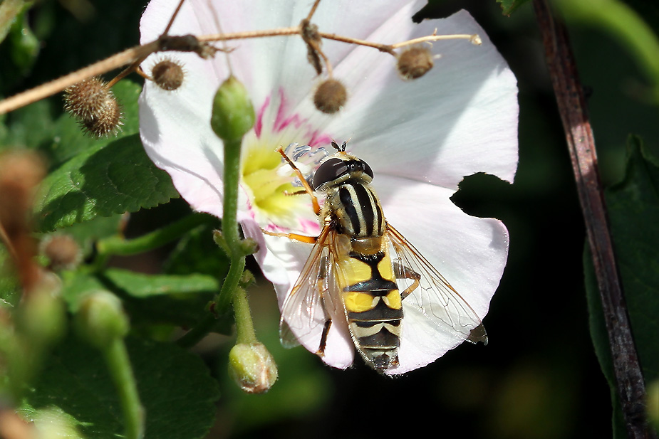 Helophilus trivittatus_1074