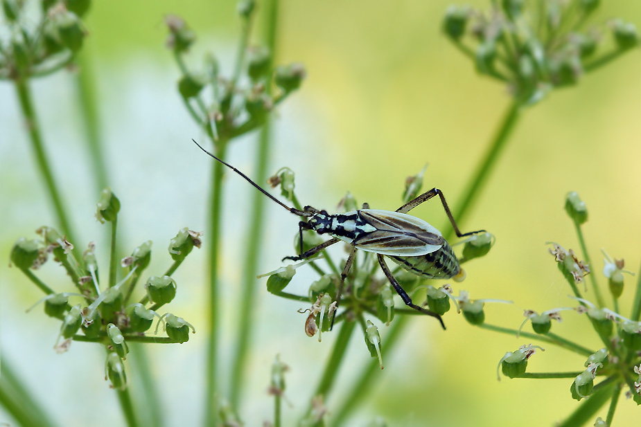 Leptopterna dolabrata_1091