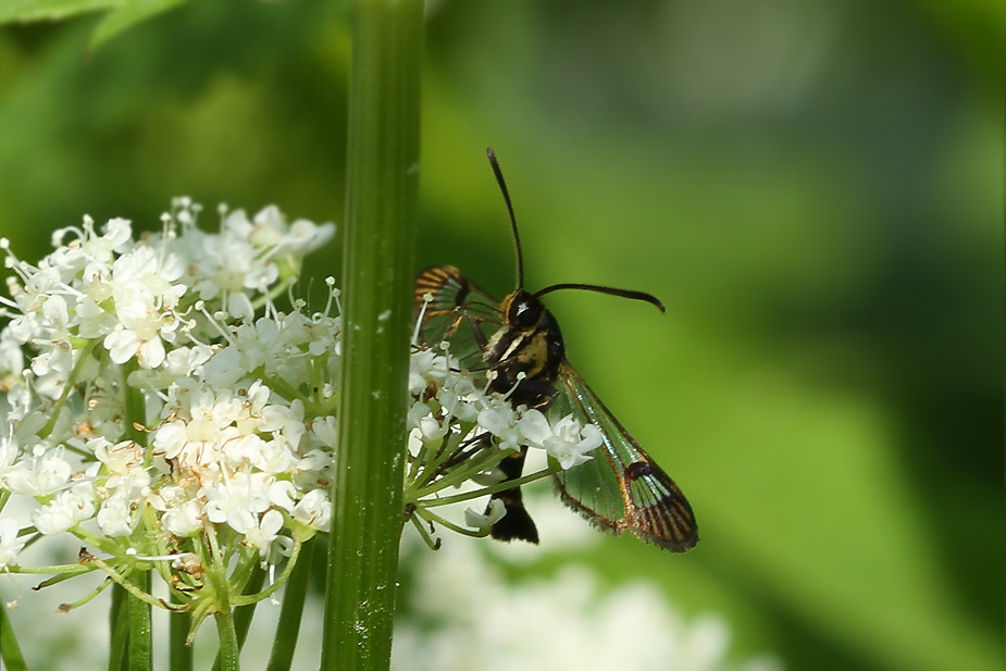 Synanthedon tipuliformis_1104