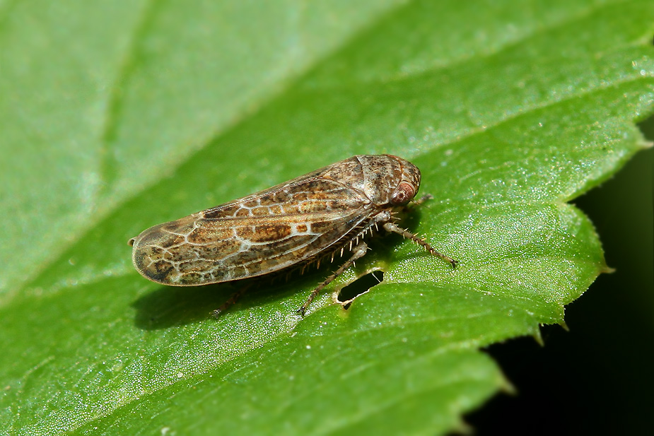 Allygidius commutatus_1162