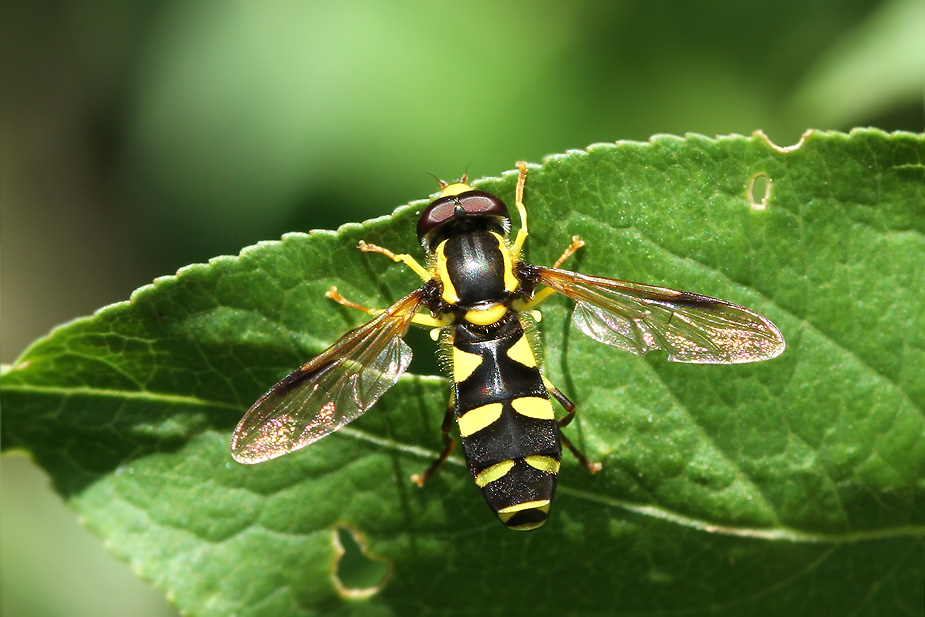 Xanthogramma stackelbergi_1227