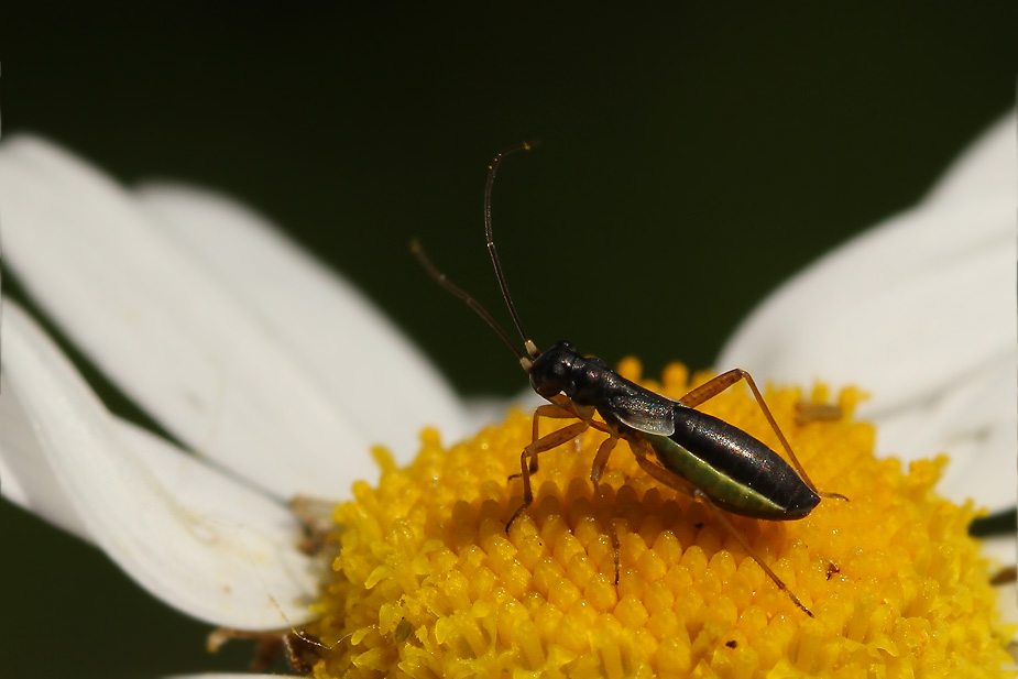 Pithanus maerkelii_1233