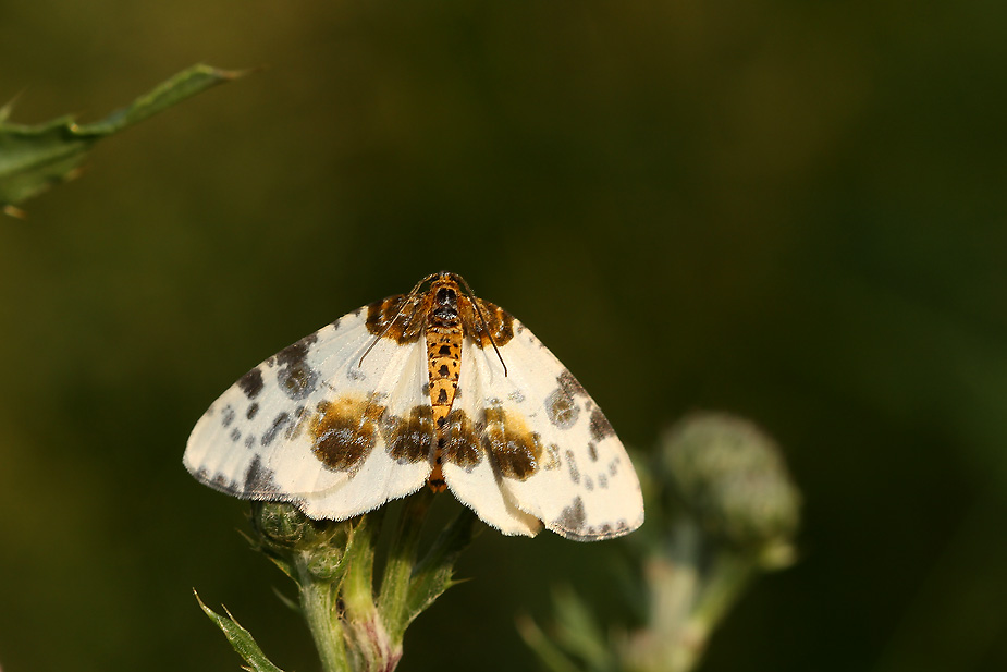 Abraxas sylvata_1283