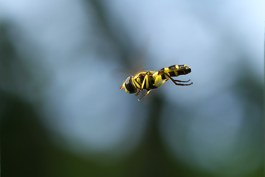 Xanthogramma stackelbergi_1314