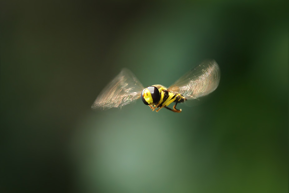 Xanthogramma stackelbergi_1328