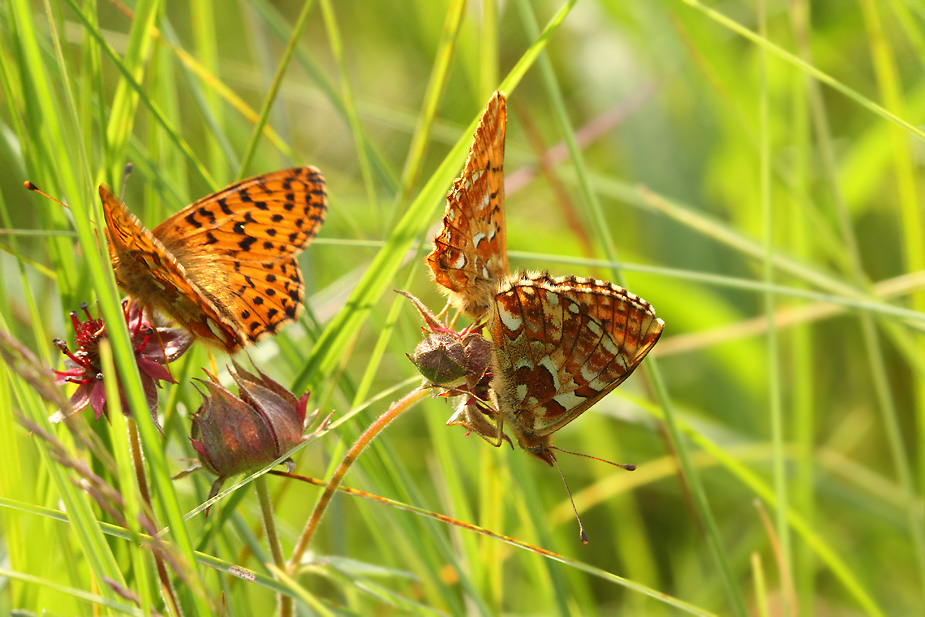 Boloria aquilonaris_1346