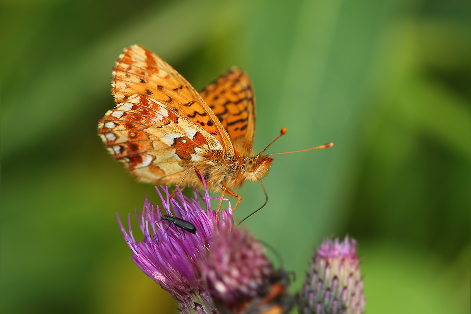 Boloria aquilonaris_1388