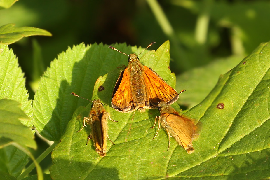 Ochlodes sylvanus_1407