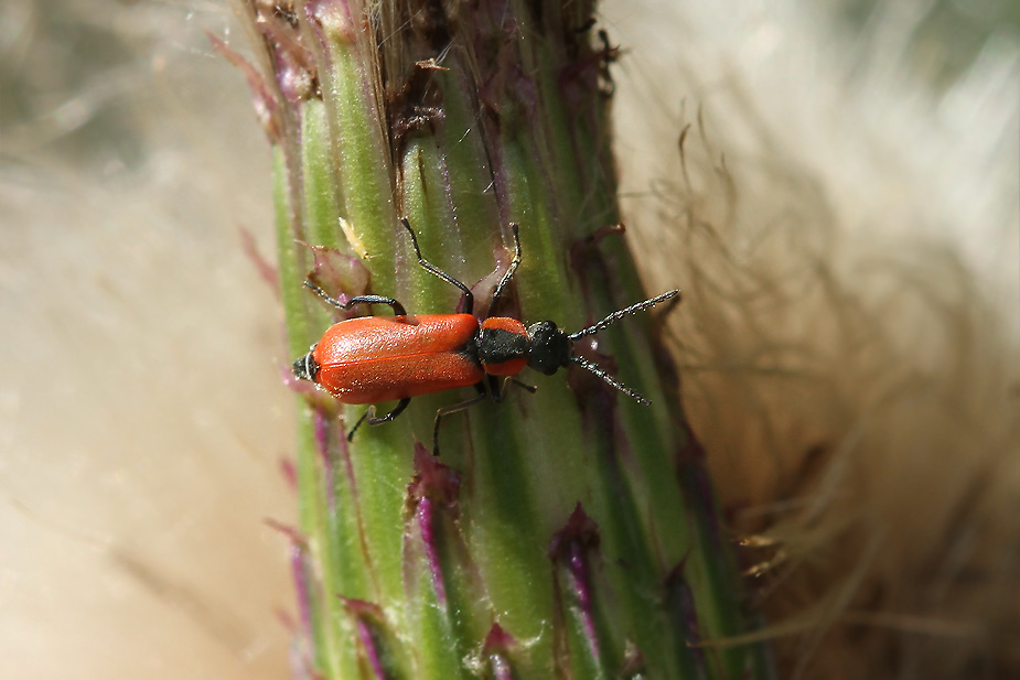 Anthocomus rufus_1413