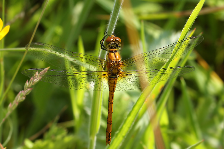 Sympetrum sanguineum_1417