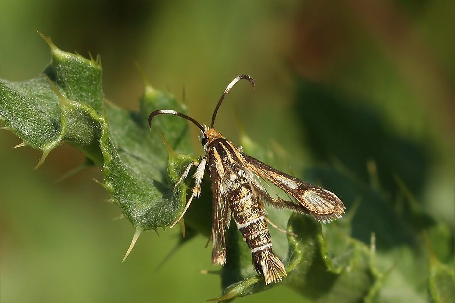 Pyropteron muscaeformis_1532