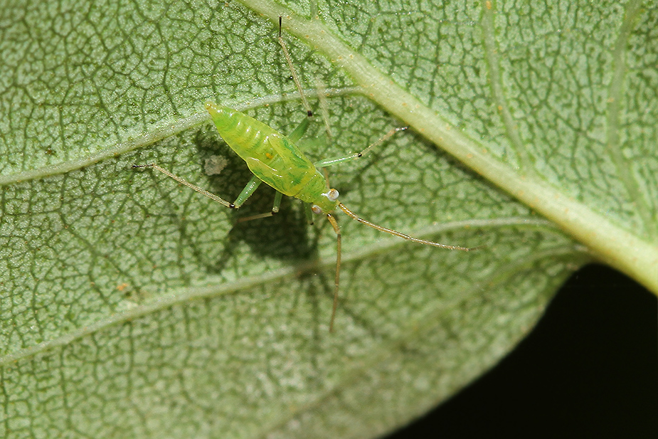 Blepharidopterus angulatus_1651