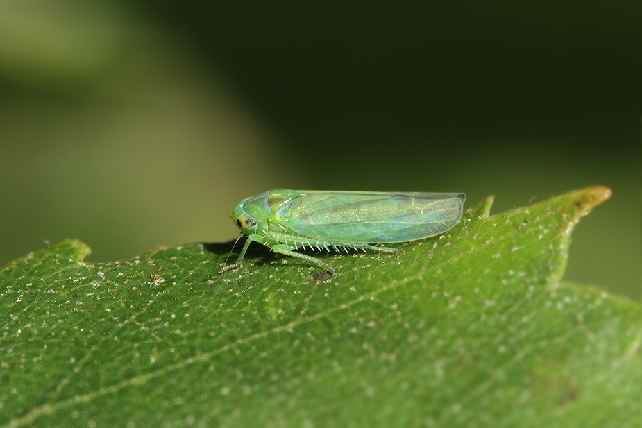 Kybos sp._1751