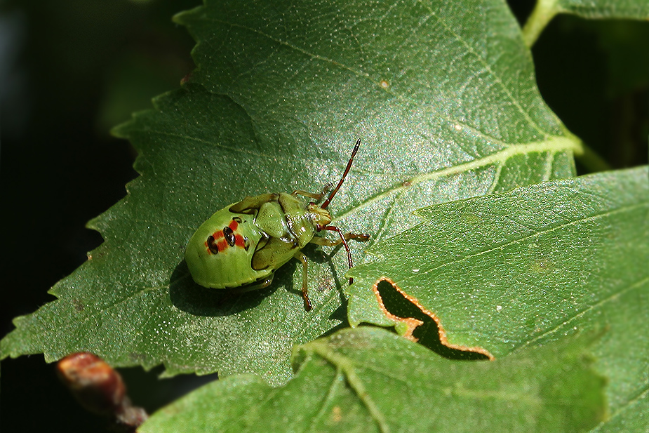 Elasmostethus interstinctus_1756