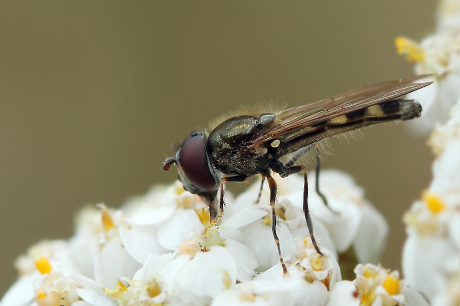 Platycheirus scutatus_1886