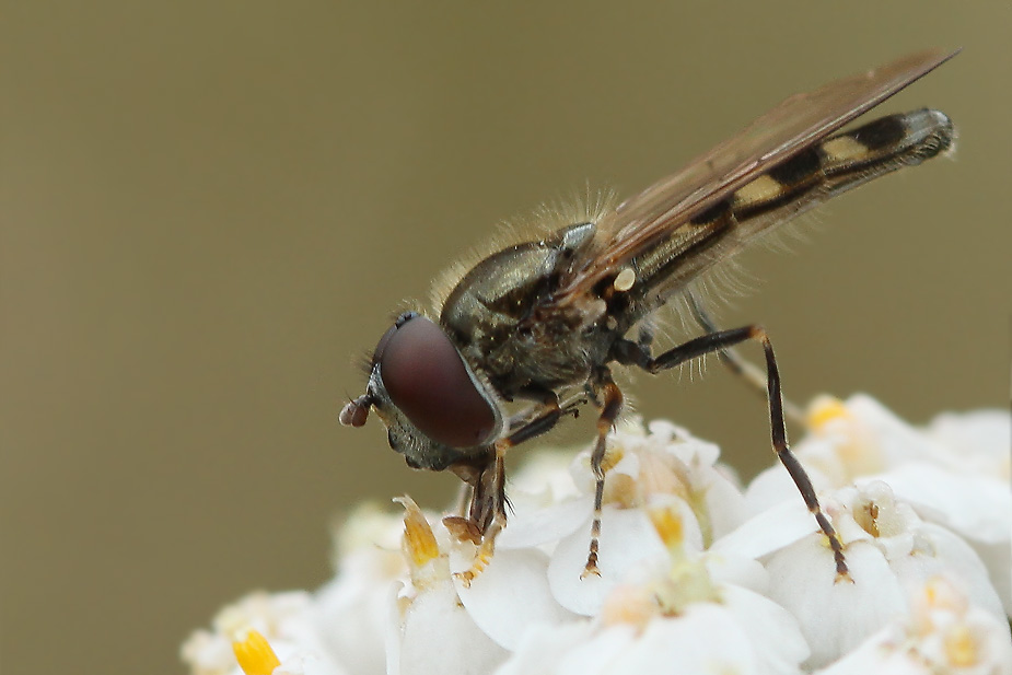 Platycheirus scutatus_1892