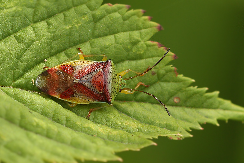 Elasmostethus interstinctus_1900