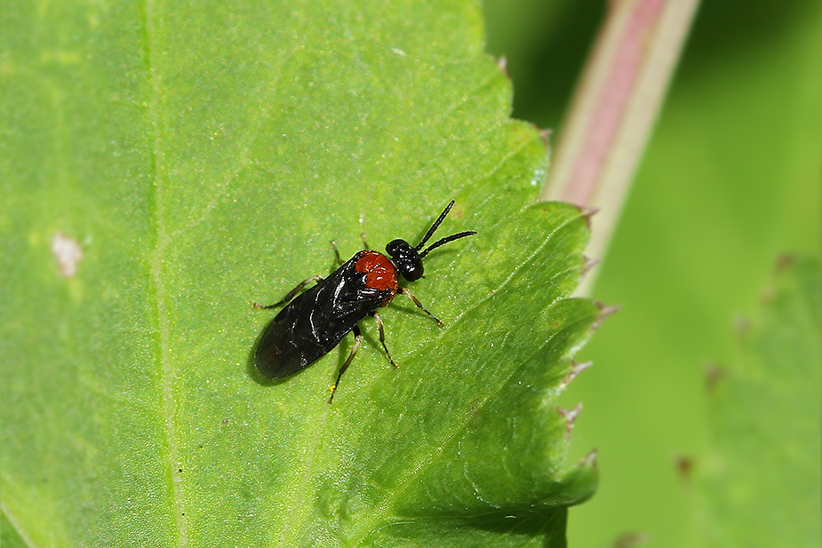 Eutomostethus ephippium_1948